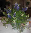 Bluebonnets